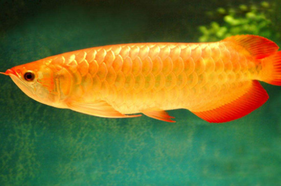 金龍魚好養(yǎng)嗎