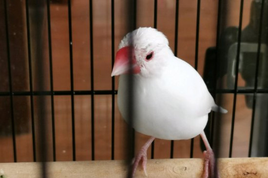養(yǎng)文鳥需要注意什么