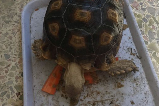 蘇卡達不排酸怎么辦
