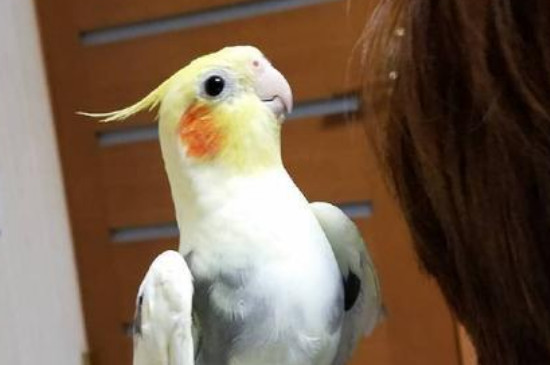 鸚鵡拉肚子一般幾天死