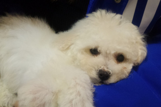 比熊犬能長到多大