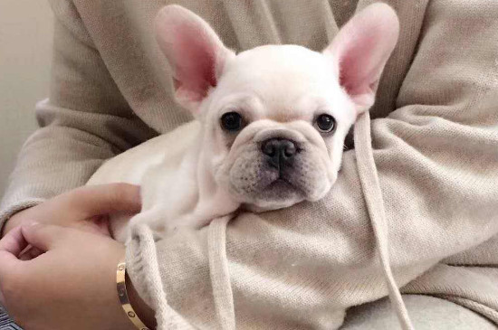法國斗牛犬的優(yōu)缺點(diǎn)