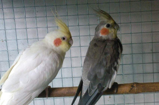 玄鳳吃什么菜和水果