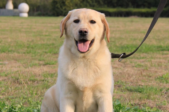 拉布拉多犬訓(xùn)練方法