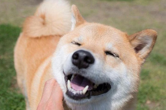 柴犬怎么訓練，適當獎懲讓它變得安靜聽話