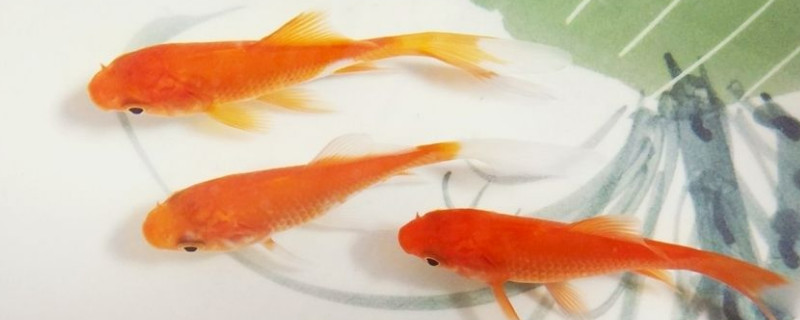 家養(yǎng)的小金魚吃什么