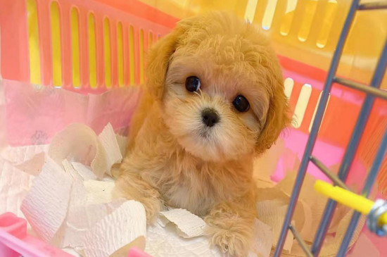 馬爾泰犬是什么