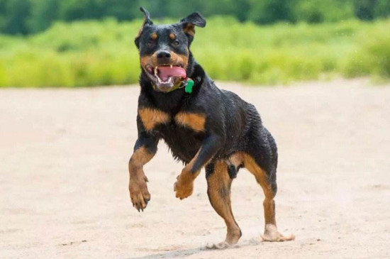 羅威納犬為什么不看門