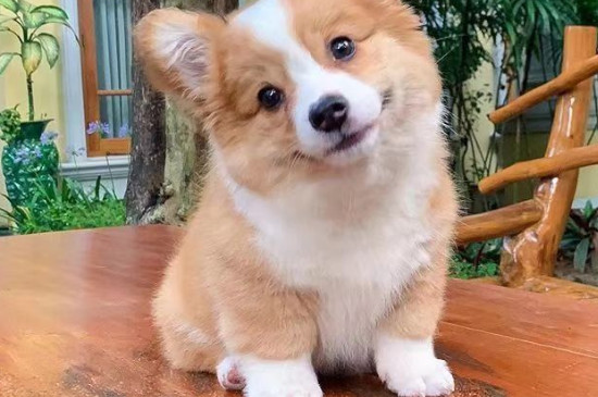 狗狗絕育后第幾天不疼