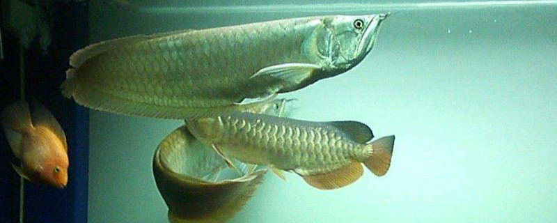 銀龍魚頭朝上還有救嗎