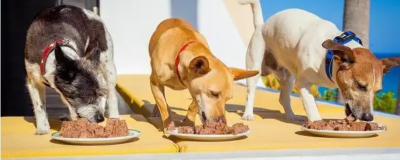 狗狗能吃米飯嗎