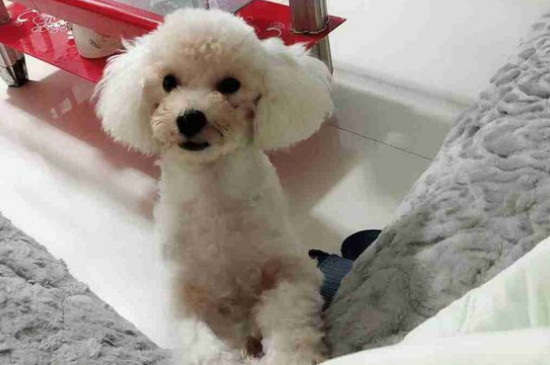 比熊犬適合養(yǎng)一對嗎