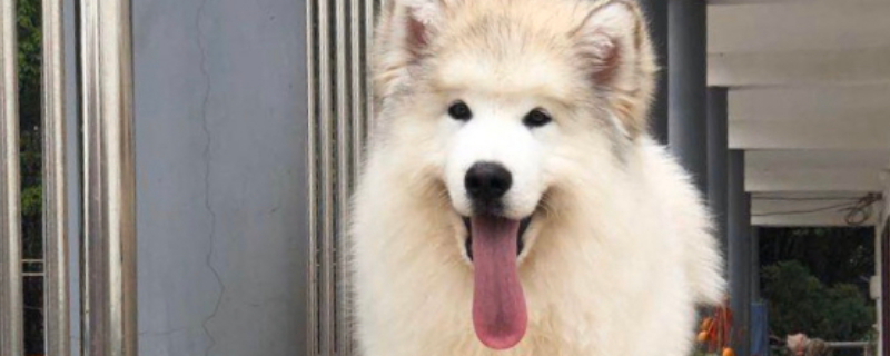 阿拉斯加犬是否為禁養(yǎng)犬