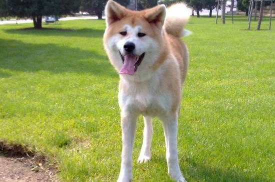柴犬和秋田犬哪個(gè)忠誠(chéng)
