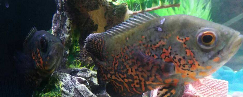 地圖魚排卵后怎么辦