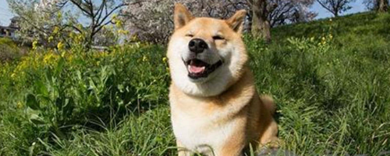 柴犬屬于攻擊性強(qiáng)的狗嗎