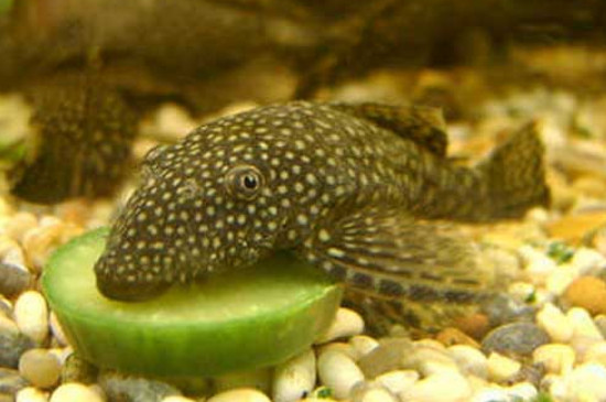 魚缸里的清道夫追著咬魚咋辦