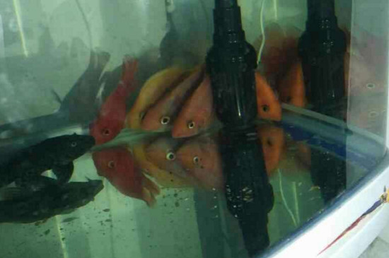 鸚鵡魚水溫過高會怎樣