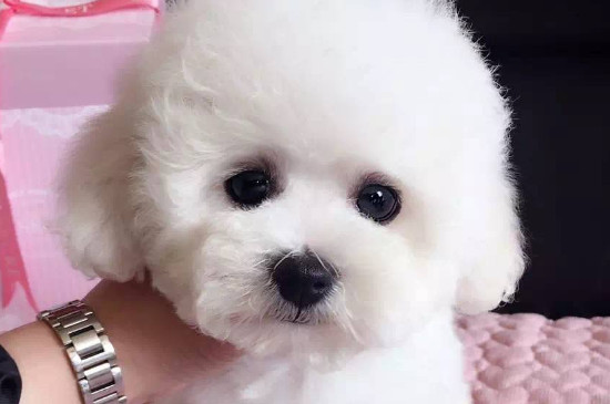 純種茶杯泰迪犬多少錢一只，真泰迪茶杯狗價(jià)格在8000元以上