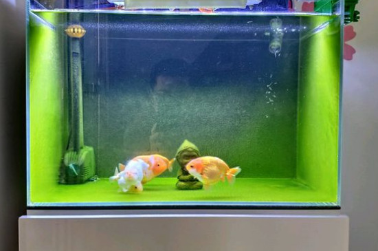 金魚一天喂幾次