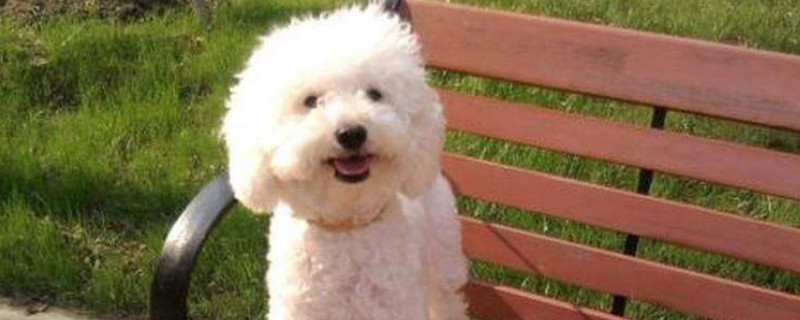 比熊犬怎么養(yǎng)，新人養(yǎng)比熊犬注意事項