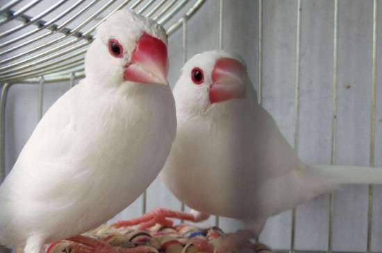 養(yǎng)文鳥對人的危害