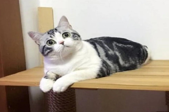 虎斑貓是名貴貓嗎