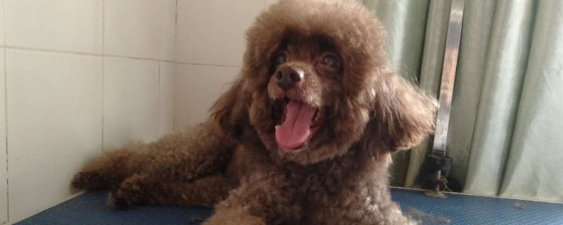 泰迪多大算成犬
