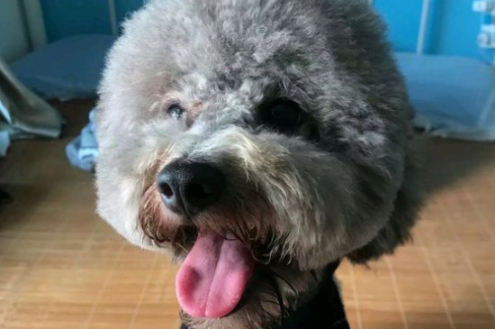 卷毛比熊犬智商排名第幾名，寵物狗比熊智商排行榜
