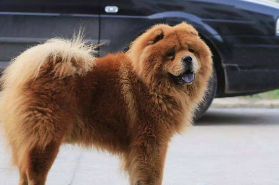 松獅犬的優(yōu)缺點(diǎn)