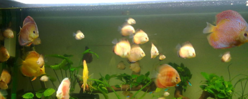 七彩神仙魚不愛吃食是什么原因