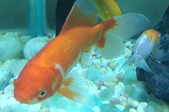 金魚吃了魚食又吐出來