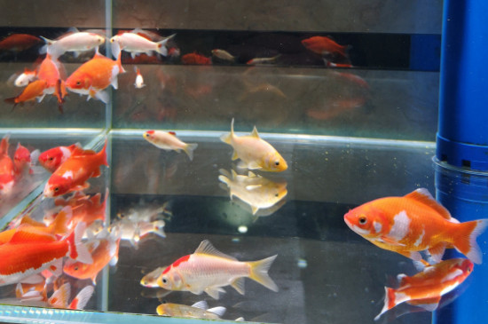 魚缸水霉怎么清除