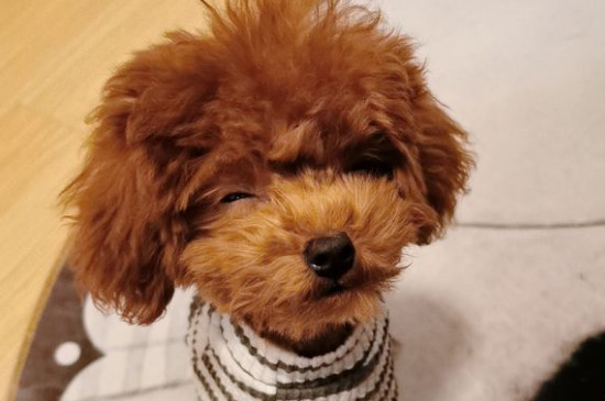 泰迪犬怎樣訓(xùn)練