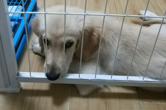 金毛尷尬期都很瘦嗎