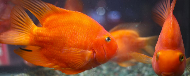 鸚鵡魚胸鰭爛了怎么辦