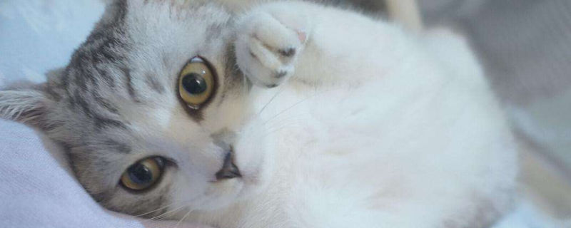 英短和人睡覺可以嗎