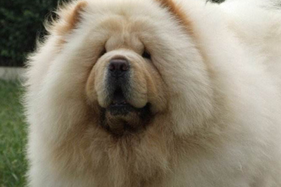 松獅犬怎么訓(xùn)練，訓(xùn)練松獅的四大技巧