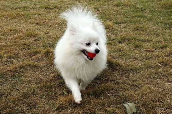 博美犬壽命一般多少年