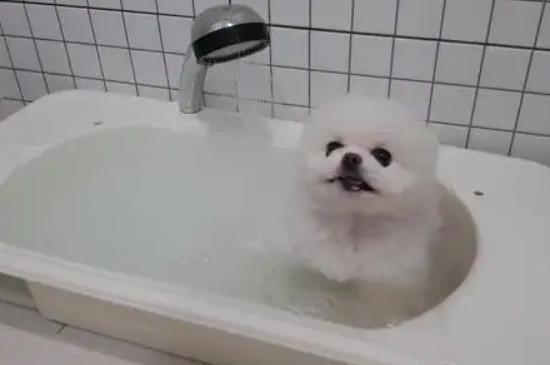 狗洗完澡發(fā)抖會死嗎