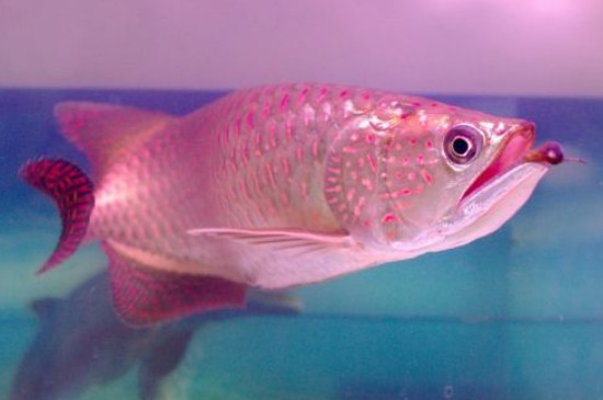 星點龍魚怎么養(yǎng)不怕人