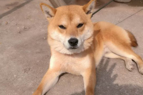 柴犬為什么要刨地
