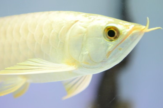 金龍魚不吃食怎么回事