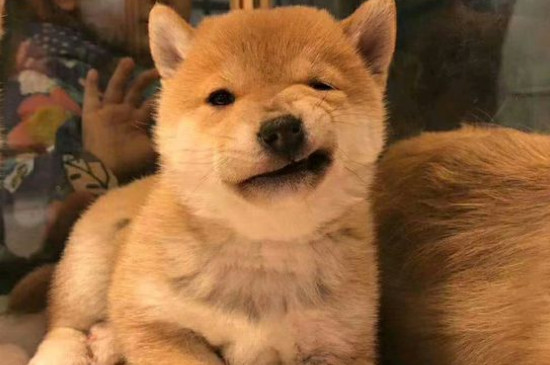 日本豆柴犬價格一般多少錢，純種價錢至少需要10000元