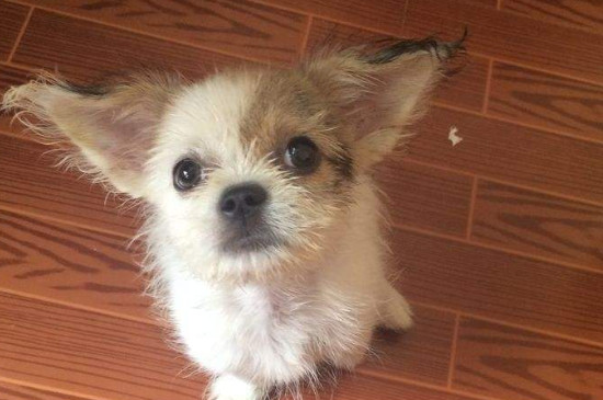 蝴蝶犬串串是土狗嗎