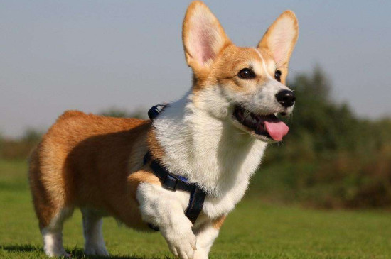 柯基犬怎么訓(xùn)聽話