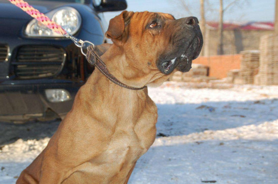 美國牛頭梗厲害嗎，牛頭梗犬對戰(zhàn)比特犬的結(jié)局