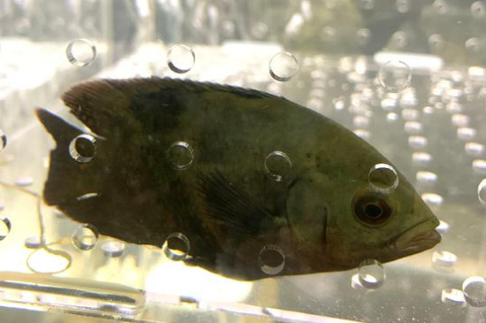 地圖魚吃什么