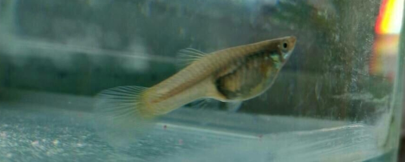 孔雀魚能長多大