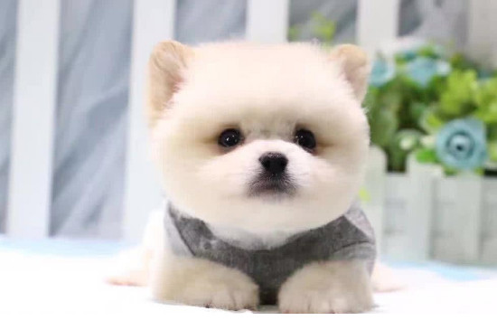 茶杯犬怎么養(yǎng)方法